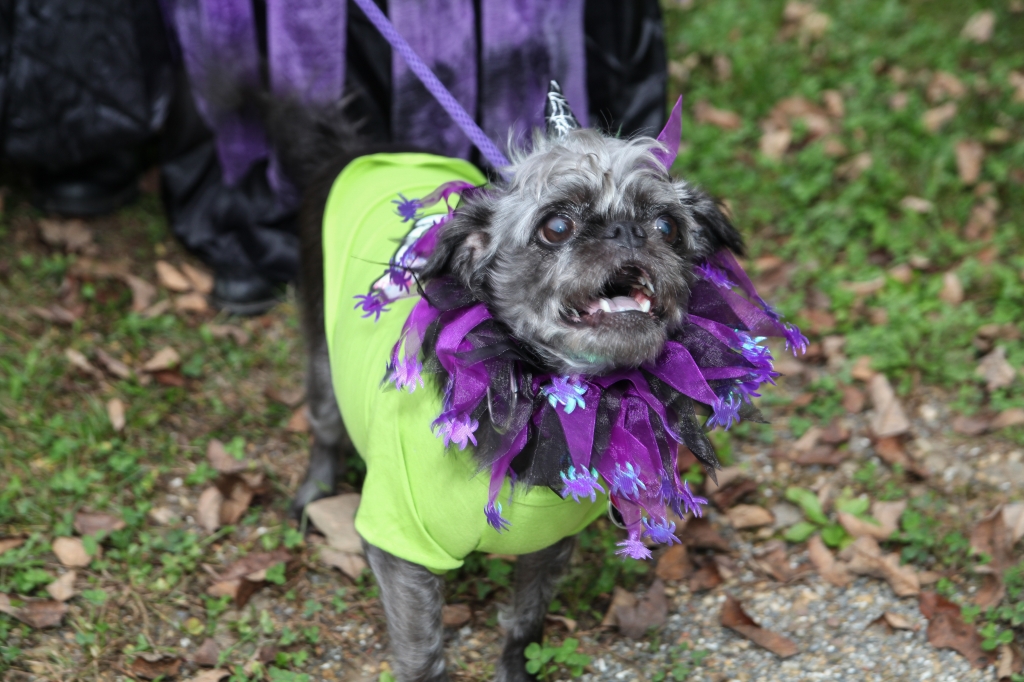 Even the dogs get into the fun during our 2016 Annual Trunk-or-Treat night