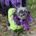 Even the dogs get into the fun during our 2016 Annual Trunk-or-Treat night